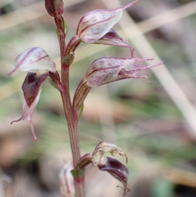 Acianthus collinus (Inland Mosquito Orchid) at Aranda Bushland - 15 Jul 2021 by AnneG1