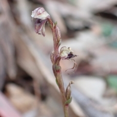 Acianthus collinus at Holt, ACT - 15 Jul 2021