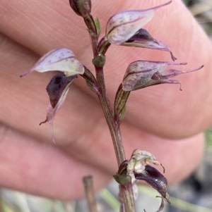 Acianthus collinus at Holt, ACT - 15 Jul 2021