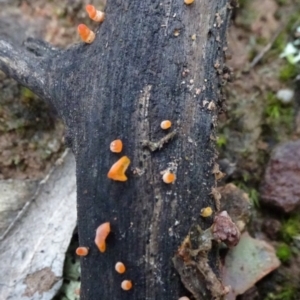 zz jelly-like puzzles at Bungendore, NSW - 10 Jul 2021