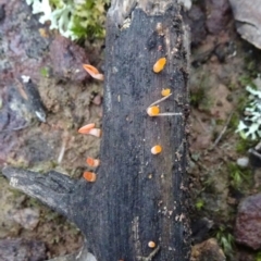 zz jelly-like puzzles at Bungendore, NSW - 10 Jul 2021 02:34 PM