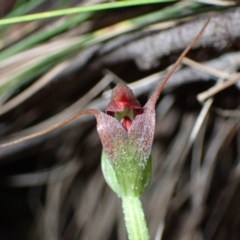 Pterostylis pedunculata (Maroonhood) at Paddys River, ACT - 12 Jul 2021 by AnneG1