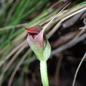 Pterostylis pedunculata at Paddys River, ACT - 12 Jul 2021