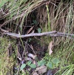 Pterostylis pedunculata at Paddys River, ACT - 12 Jul 2021