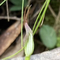 Pterostylis pedunculata at Paddys River, ACT - 12 Jul 2021