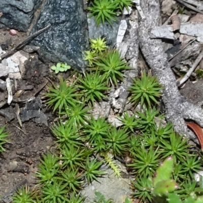 Polytrichaceae sp. (family) (A moss) at Six Mile TSR - 10 Jul 2021 by JanetRussell