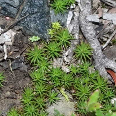 Polytrichaceae sp. (family) (A moss) at Bungendore, NSW - 10 Jul 2021 by JanetRussell