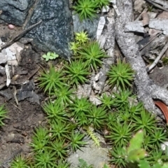 Polytrichaceae sp. (family) (A moss) at Six Mile TSR - 10 Jul 2021 by JanetRussell