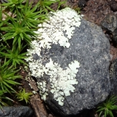 Parmeliaceae (A lichen family) at Six Mile TSR - 10 Jul 2021 by JanetRussell