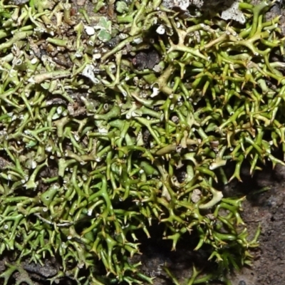 Cladia aggregata (A lichen) at QPRC LGA - 10 Jul 2021 by JanetRussell
