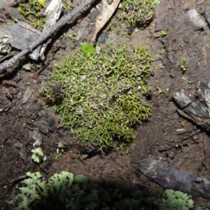 Cladia aggregata at Bungendore, NSW - 10 Jul 2021