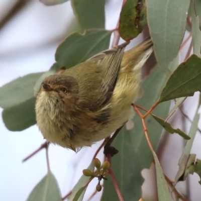 Smicrornis brevirostris (Weebill) at Hall, ACT - 15 Jul 2021 by RodDeb