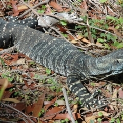 Varanus varius (Lace Monitor) at Ku-ring-gai Chase National Park - 24 Feb 2019 by PatrickCampbell