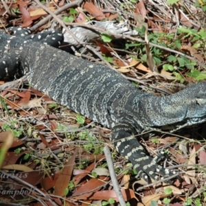 Varanus varius at Ku-Ring-Gai Chase, NSW - suppressed