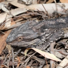 Pogona barbata (Eastern Bearded Dragon) at Downer, ACT - 12 Feb 2021 by TimL