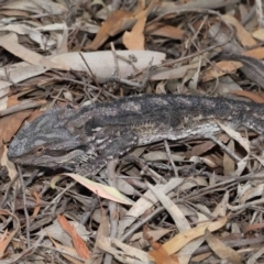 Pogona barbata at Downer, ACT - suppressed