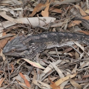 Pogona barbata at Downer, ACT - 12 Feb 2021