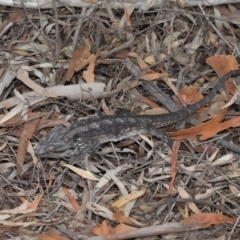 Pogona barbata at Downer, ACT - 12 Feb 2021