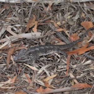 Pogona barbata at Downer, ACT - suppressed