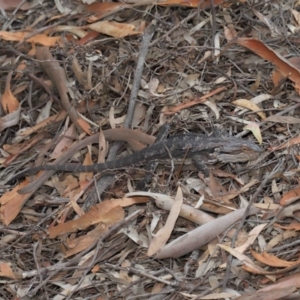 Pogona barbata at Downer, ACT - suppressed