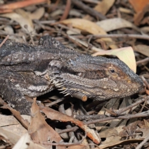 Pogona barbata at Downer, ACT - suppressed