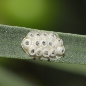 Cermatulus nasalis at Downer, ACT - 12 Feb 2021