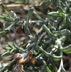 Chrysocephalum apiculatum (Common Everlasting) at ANBG South Annex - 13 Jul 2021 by MattFox