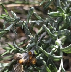 Chrysocephalum apiculatum (Common Everlasting) at Acton, ACT - 13 Jul 2021 by MattFox