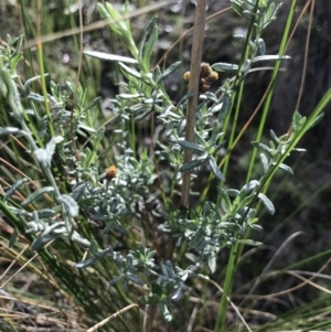 Chrysocephalum apiculatum at Acton, ACT - 13 Jul 2021