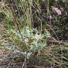 Chrysocephalum apiculatum at Acton, ACT - 13 Jul 2021