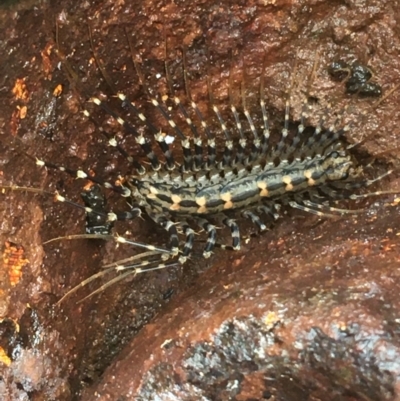 Scutigeridae (family) (A scutigerid centipede) at Acton, ACT - 13 Jul 2021 by NedJohnston