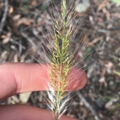 Cenchrus purpurascens (Swamp Foxtail) at Acton, ACT - 13 Jul 2021 by NedJohnston