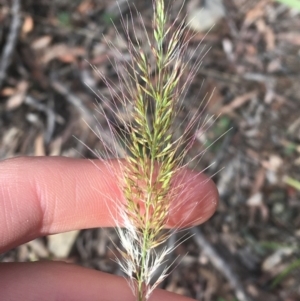 Cenchrus purpurascens at Acton, ACT - 13 Jul 2021 10:45 AM