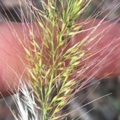 Cenchrus purpurascens at Acton, ACT - 13 Jul 2021