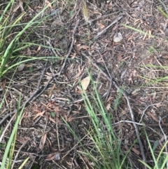 Cenchrus purpurascens at Acton, ACT - 13 Jul 2021 10:45 AM