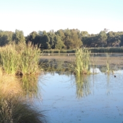 Typha sp. (Cumbungi) at Upper Stranger Pond - 4 Apr 2021 by michaelb