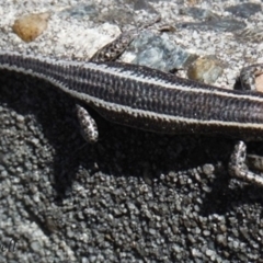 Cryptoblepharus pulcher (Fence Skink) at Blue Mountains National Park - 1 Sep 2017 by PatrickCampbell