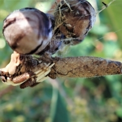 Diarsia intermixta (Chevron Cutworm, Orange Peel Moth.) at Cook, ACT - 7 Feb 2021 by CathB