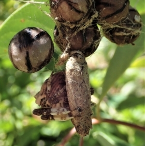 Diarsia intermixta at Cook, ACT - 7 Feb 2021