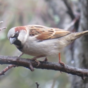 Passer domesticus at Flynn, ACT - 16 Jul 2021 10:12 AM