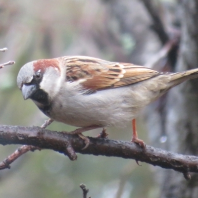 Passer domesticus (House Sparrow) at Flynn, ACT - 16 Jul 2021 by Christine