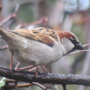 Passer domesticus at Flynn, ACT - 16 Jul 2021 10:12 AM