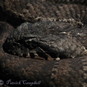 Acanthophis antarcticus at The Devils Wilderness, NSW - suppressed