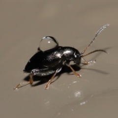 Alticini (tribe) (Unidentified flea beetle) at ANBG - 16 Jul 2021 by TimL