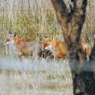 Vulpes vulpes (Red Fox) at Lions Youth Haven - Westwood Farm - 14 Jul 2021 by HelenCross