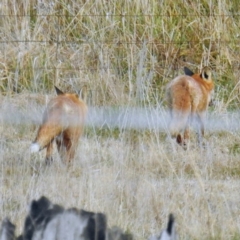 Vulpes vulpes at Tuggeranong DC, ACT - 14 Jul 2021