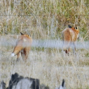 Vulpes vulpes at Tuggeranong DC, ACT - suppressed