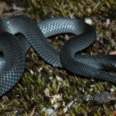 Cryptophis nigrescens (Eastern Small-eyed Snake) at Blue Mountains National Park - 27 Nov 2006 by PatrickCampbell