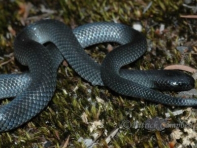 Cryptophis nigrescens (Eastern Small-eyed Snake) at Blue Mountains National Park, NSW - 27 Nov 2006 by PatrickCampbell