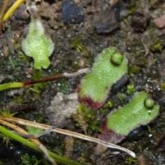 Asterella drummondii (A thallose liverwort) at Six Mile TSR - 10 Jul 2021 by JanetRussell